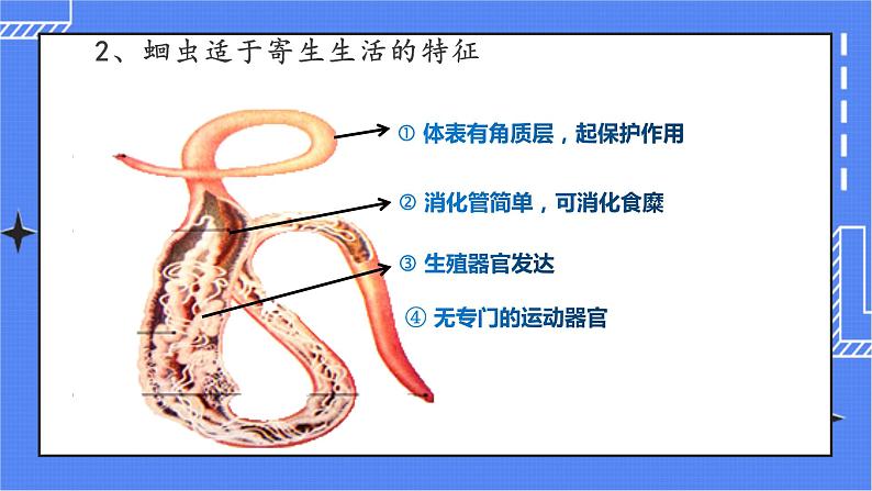 5.1.2 线形动物和环节动物 课件 人教版八年级上册生物 (2视频素材)06