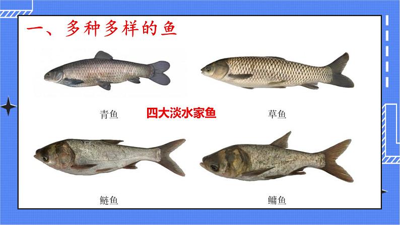 5.1.4 鱼 课件 人教版八年级上册生物（含视频）04