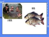 5.1.4 鱼 课件 人教版八年级上册生物（含视频）