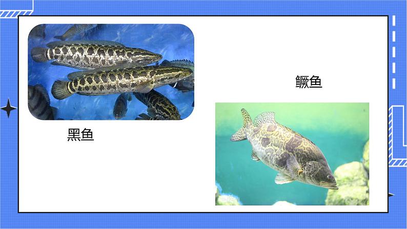 5.1.4 鱼 课件 人教版八年级上册生物（含视频）08