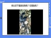 5.1.5 两栖动物和爬行动物 课件 人教版八年级上册生物（含视频）