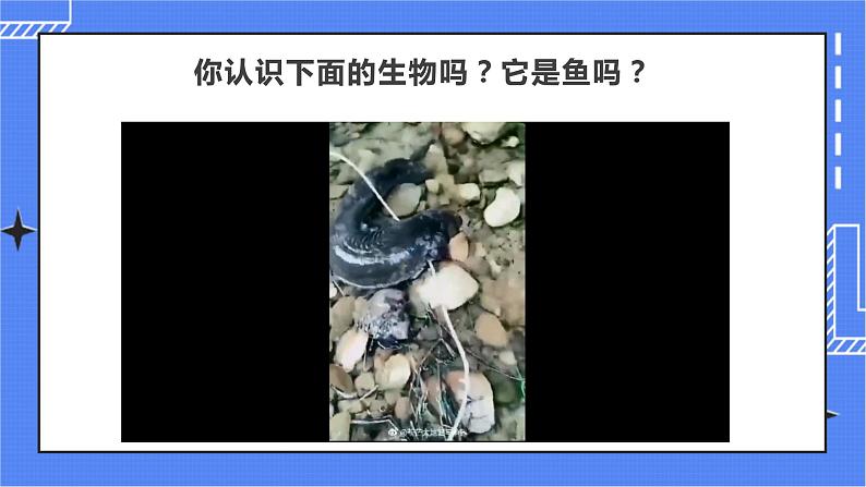 5.1.5 两栖动物和爬行动物 课件 人教版八年级上册生物（含视频）01