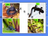 5.1.5 两栖动物和爬行动物 课件 人教版八年级上册生物（含视频）
