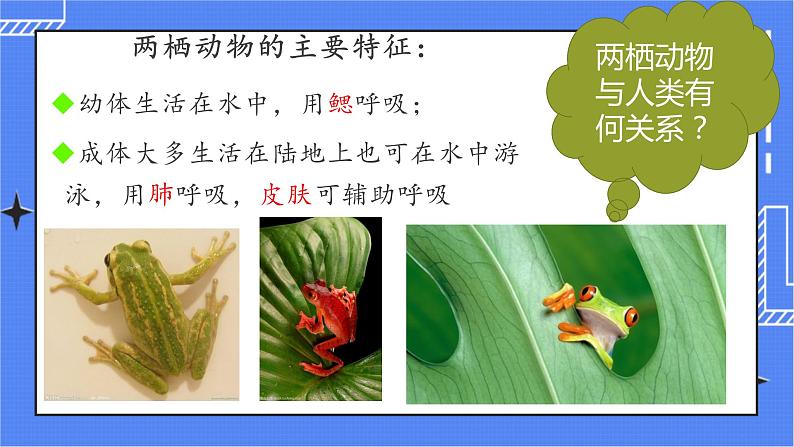 5.1.5 两栖动物和爬行动物 课件 人教版八年级上册生物（含视频）07