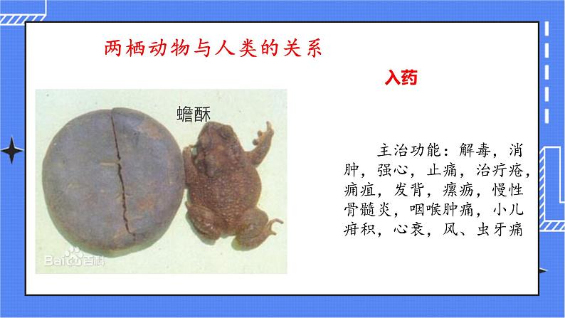 5.1.5 两栖动物和爬行动物 课件 人教版八年级上册生物（含视频）08