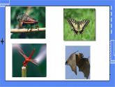 5.1.6 鸟 课件 人教版八年级上册生物(含视频) (3份打包)
