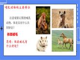 5.1.7 哺乳动物 课件 人教版八年级上册生物(含视频)
