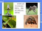 5.2.1 动物的运动 课件 人教版八年级上册生物(含视频)