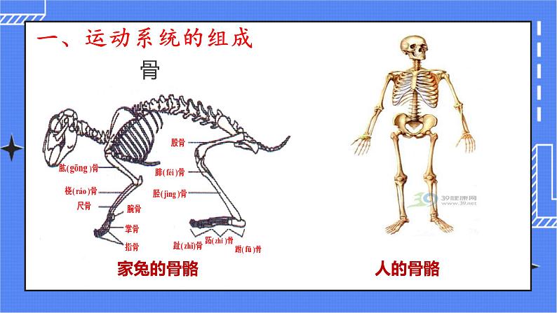 5.2.1 动物的运动 课件 人教版八年级上册生物(含视频)03