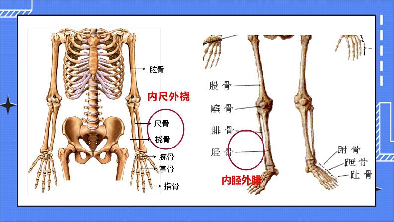 5.2.1 动物的运动 课件 人教版八年级上册生物(含视频)04