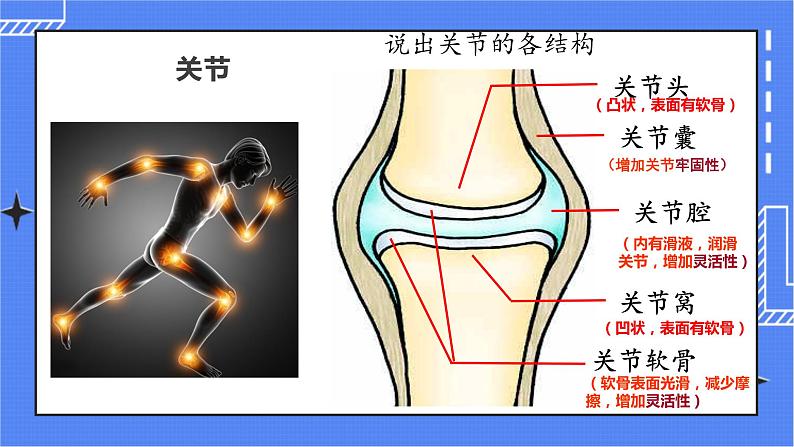 5.2.1 动物的运动 课件 人教版八年级上册生物(含视频)05