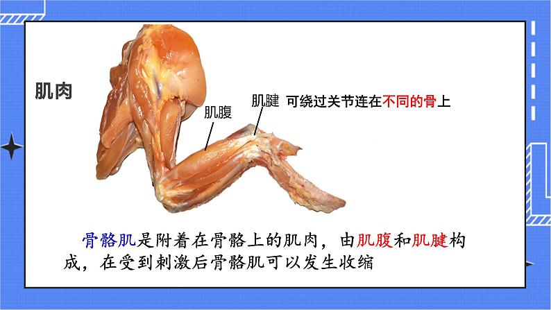 5.2.1 动物的运动 课件 人教版八年级上册生物(含视频)08