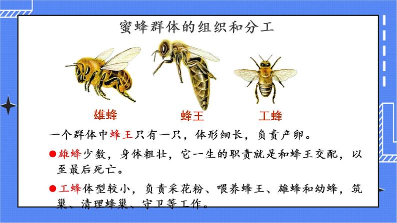 5.2.3 社会行为 课件 人教版八年级上册生物(含视频)08