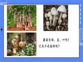 5.4.3 真菌课件 人教版八年级上册生物(含视频)