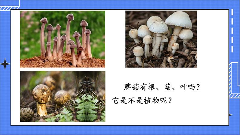 5.4.3 真菌课件 人教版八年级上册生物(含视频)01