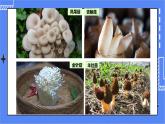 5.4.3 真菌课件 人教版八年级上册生物(含视频)