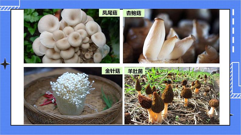 5.4.3 真菌课件 人教版八年级上册生物(含视频)04