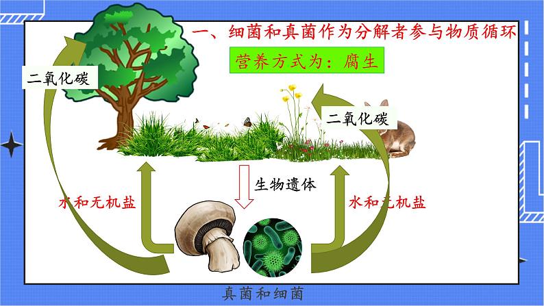 5.4.4 细菌和真菌在自然界中的作用 课件 人教版八年级上册生物(含视频)04