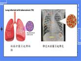 5.4.4 细菌和真菌在自然界中的作用 课件 人教版八年级上册生物(含视频)