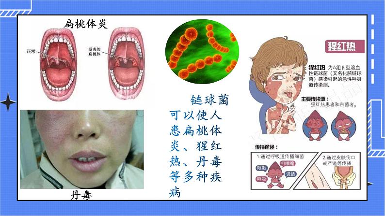 5.4.4 细菌和真菌在自然界中的作用 课件 人教版八年级上册生物(含视频)06