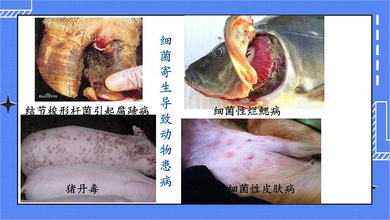 5.4.4 细菌和真菌在自然界中的作用 课件 人教版八年级上册生物(含视频)07