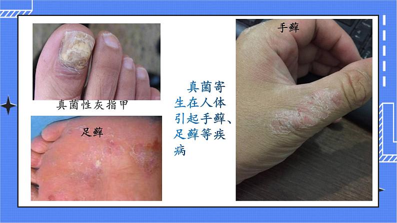 5.4.4 细菌和真菌在自然界中的作用 课件 人教版八年级上册生物(含视频)08