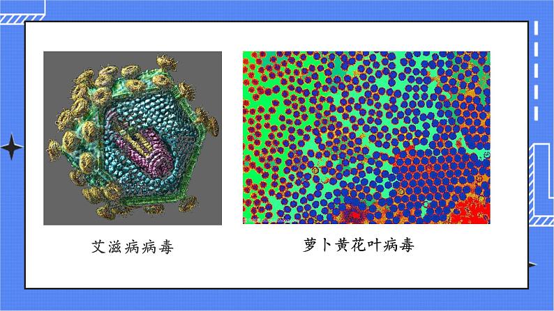 5 病毒第7页