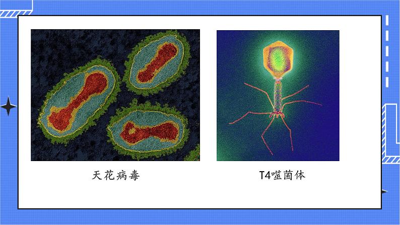 5 病毒第8页