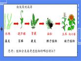 6.1.1 尝试对生物进行分类 课件 人教版八年级上册生物(含视频)