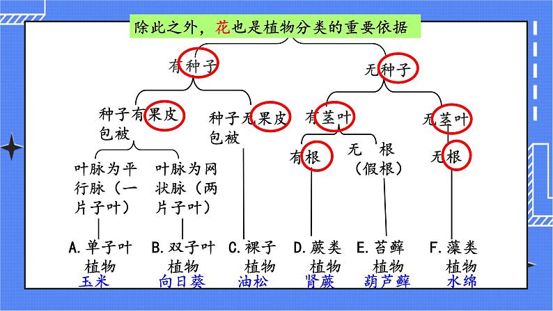 6.1.1 尝试对生物进行分类 课件 人教版八年级上册生物(含视频)06