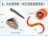 1.2《线形动物和环节动物》（第一课时）课件