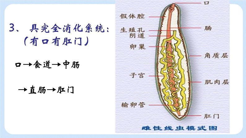 1.2《线形动物和环节动物》（第一课时）课件06