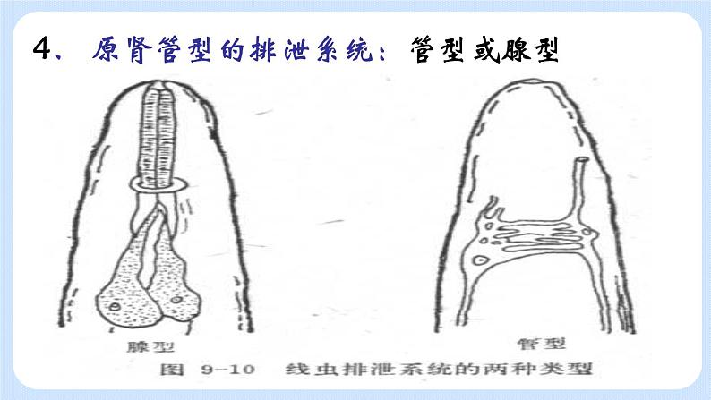 1.2《线形动物和环节动物》（第一课时）课件07