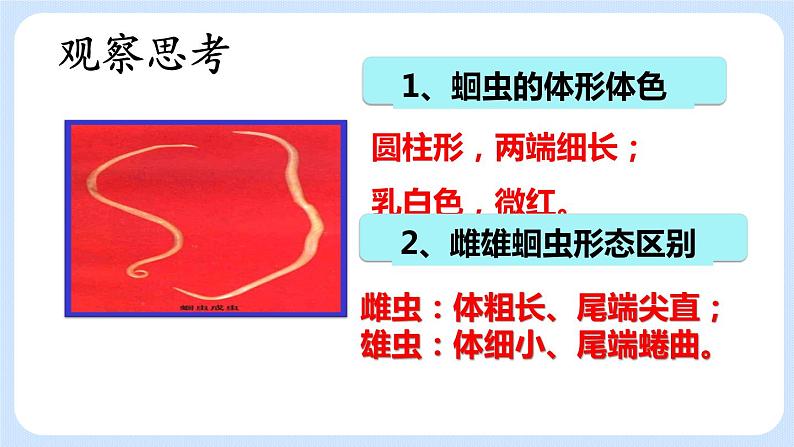 1.2《线形动物和环节动物》（第二课时）课件+教案04