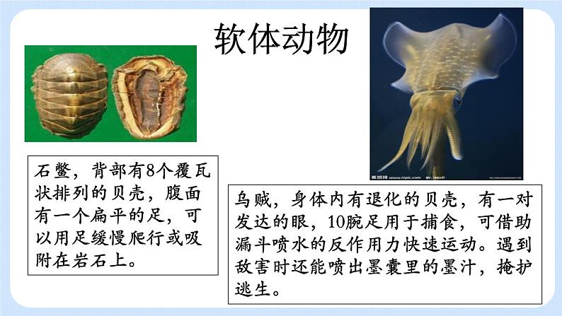 1.3《软体动物和节肢动物》课件第8页