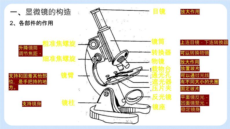 2.1.1 练习使用显微镜（第1课时）课件+教案05