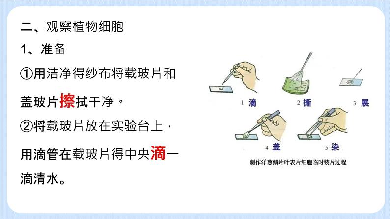 2.1.2 观察植物细胞 课件+教案08