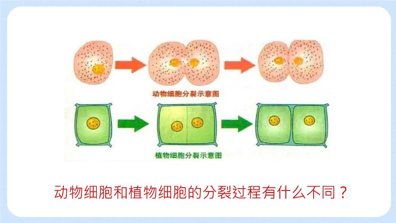 2.3.1 细胞的分裂 课件+教案07