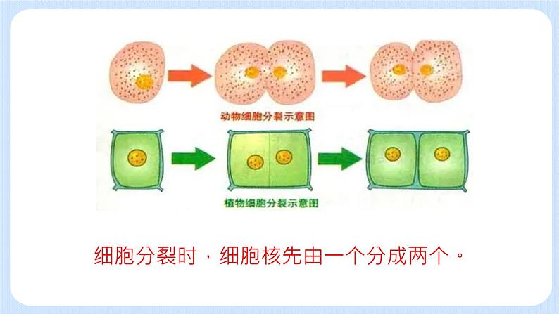 2.3.1 细胞的分裂 课件+教案08