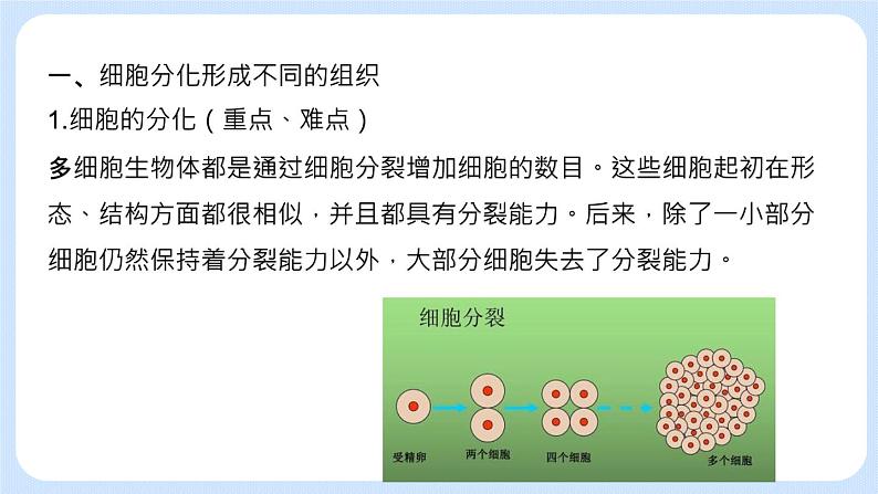 2.3.2  动物体的结构层次 课件第4页