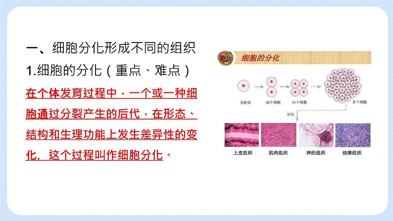 2.3.2  动物体的结构层次 课件第5页