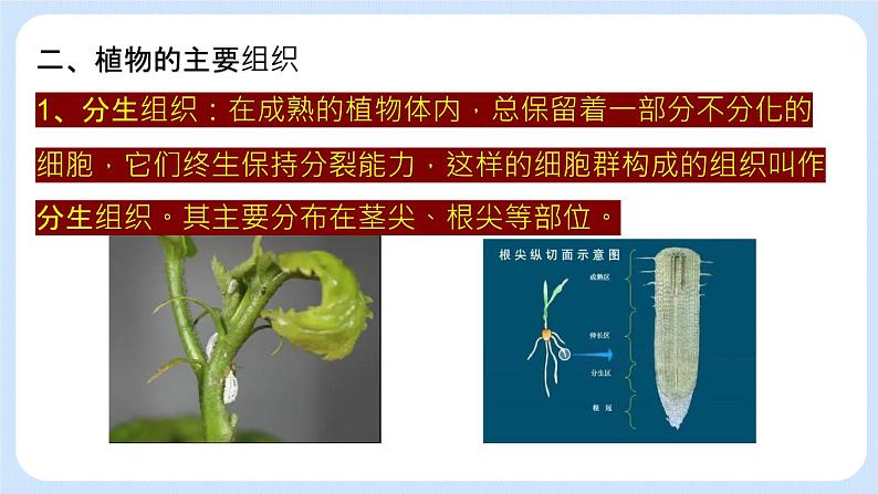 2.3.3 植物体的结构层次 课件+教案07