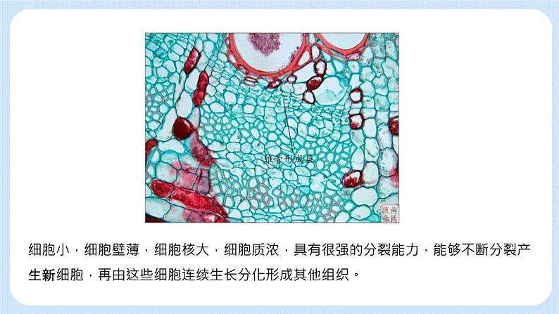 2.3.3 植物体的结构层次 课件+教案08