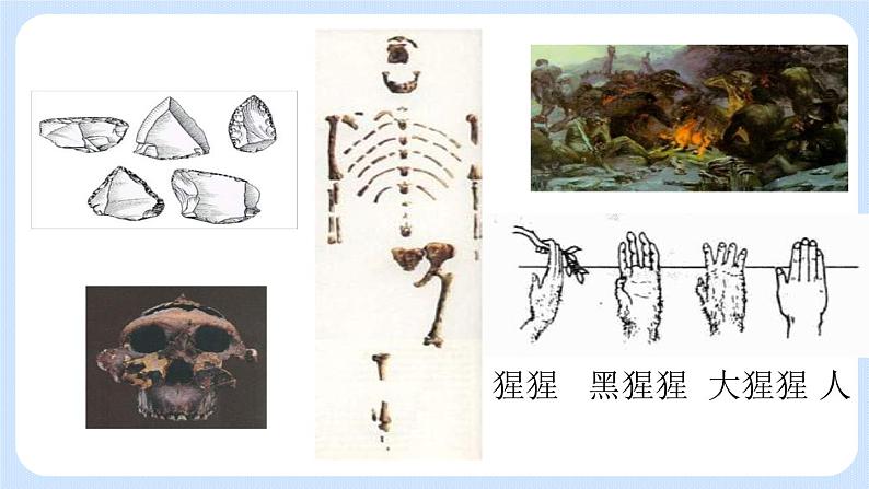 4.1.1《人类的起源和发展》 (2)课件第6页