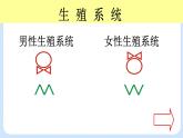 4.1.2《人的生殖》第2课时 课件
