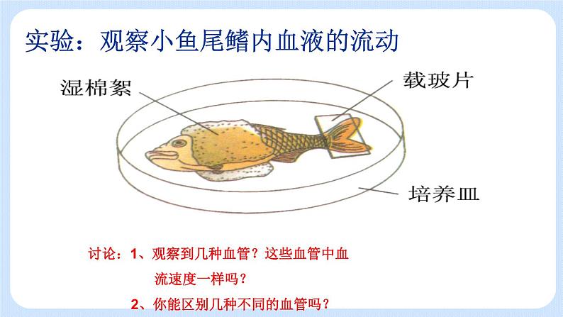 4.4.2《物质运输的管道》课件第2页