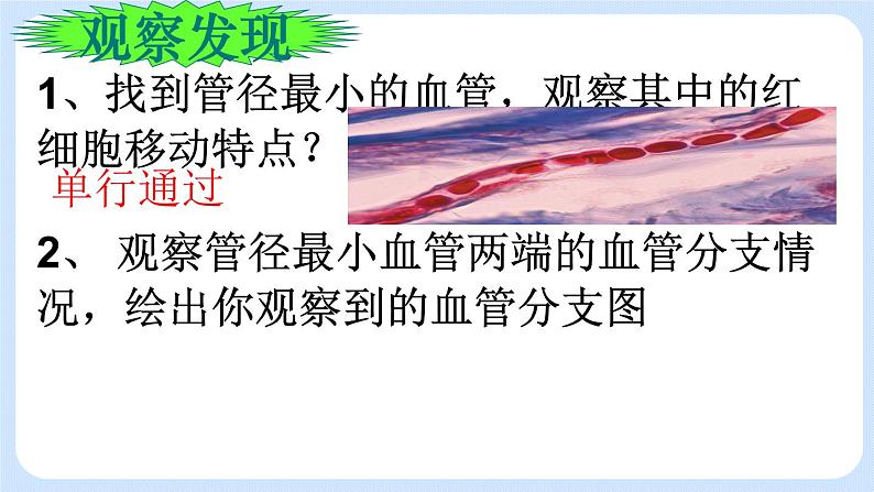 4.4.2《物质运输的管道》课件第5页