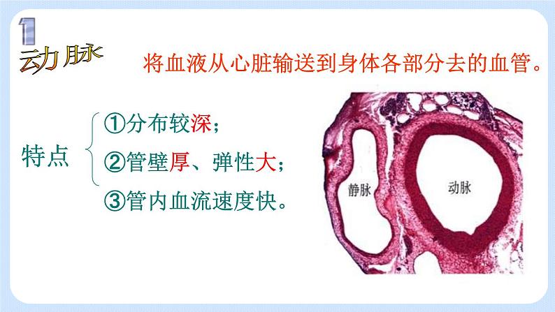 4.4.2《物质运输的管道》课件第8页