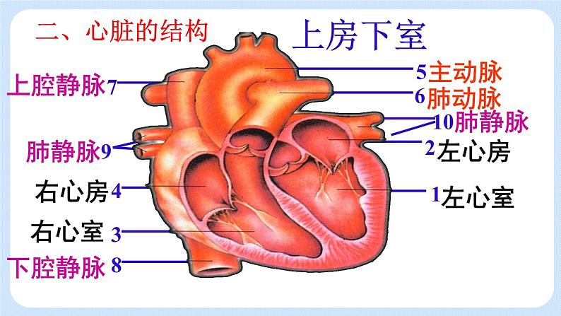 4.4.3《物质运输的途径》 (2)课件07