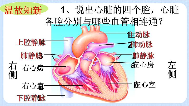 4.4.3《物质运输的途径》课件第1页